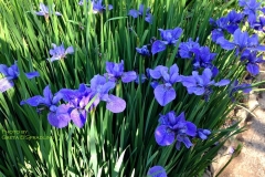 Butchart Gardens, garden iris