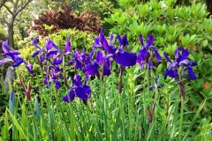 Butchart Gardens, iris garden