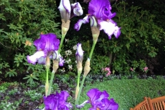 Butchart Gardens, purple & white iris